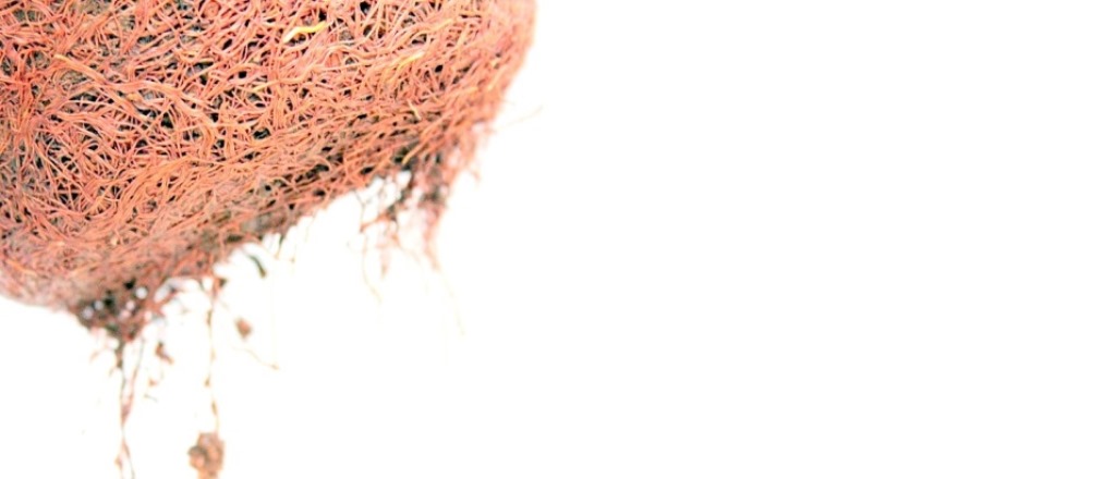 bonsai gyokere bonsai atultetes alatt a marczika bonsaj studio kerteszetebol